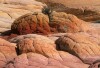 Hamburger Rock - Coyote Buttes\nNorthern Arizona