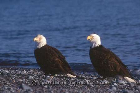 Bald Eagles - 2004