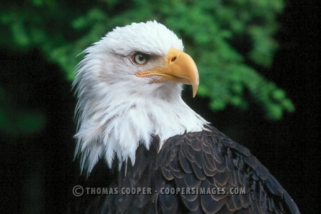 Bald Eagles - 1999