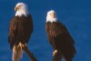 Bald Eagles - 2002