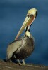 Brown Pelicans in breeding plummage
