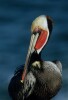 Brown Pelicans in breeding plummage