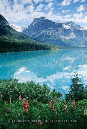 Emerald Lake reflection with lupines\nYoho National Park - British Columbia, Canada