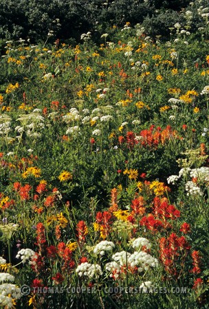 Colorado Wildflowers - Ouray, Colorado