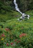 Colorado Wildflowers - Ouray, Colorado