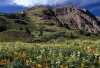 Colorado Wildflowers - Crested Butte, Colorado