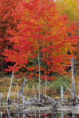 Fall Color - Northern Michigan