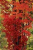 Fall Color - Northern Michigan