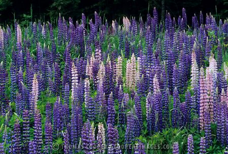 Lupines - Northern Wisconsin