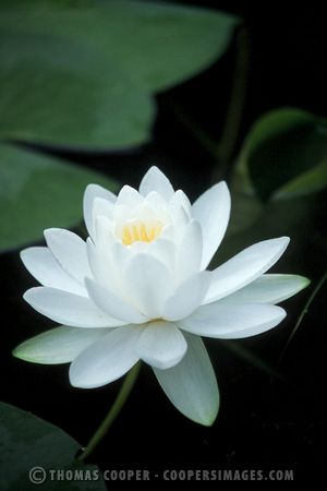 Water Lily - 2002
