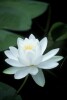 Water Lily - 2002