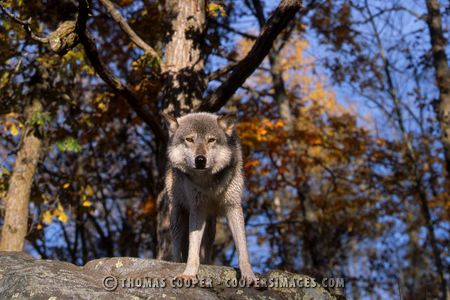 Gray Wolf - captive