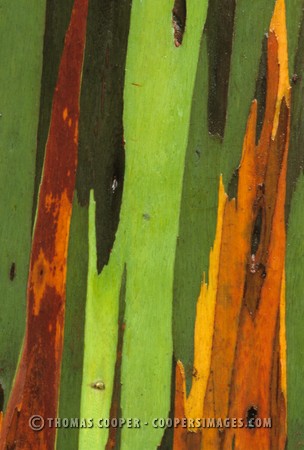 rainbow eucalyptus\nKauai, Hawaii