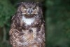 Great Horned Owl - 1997
